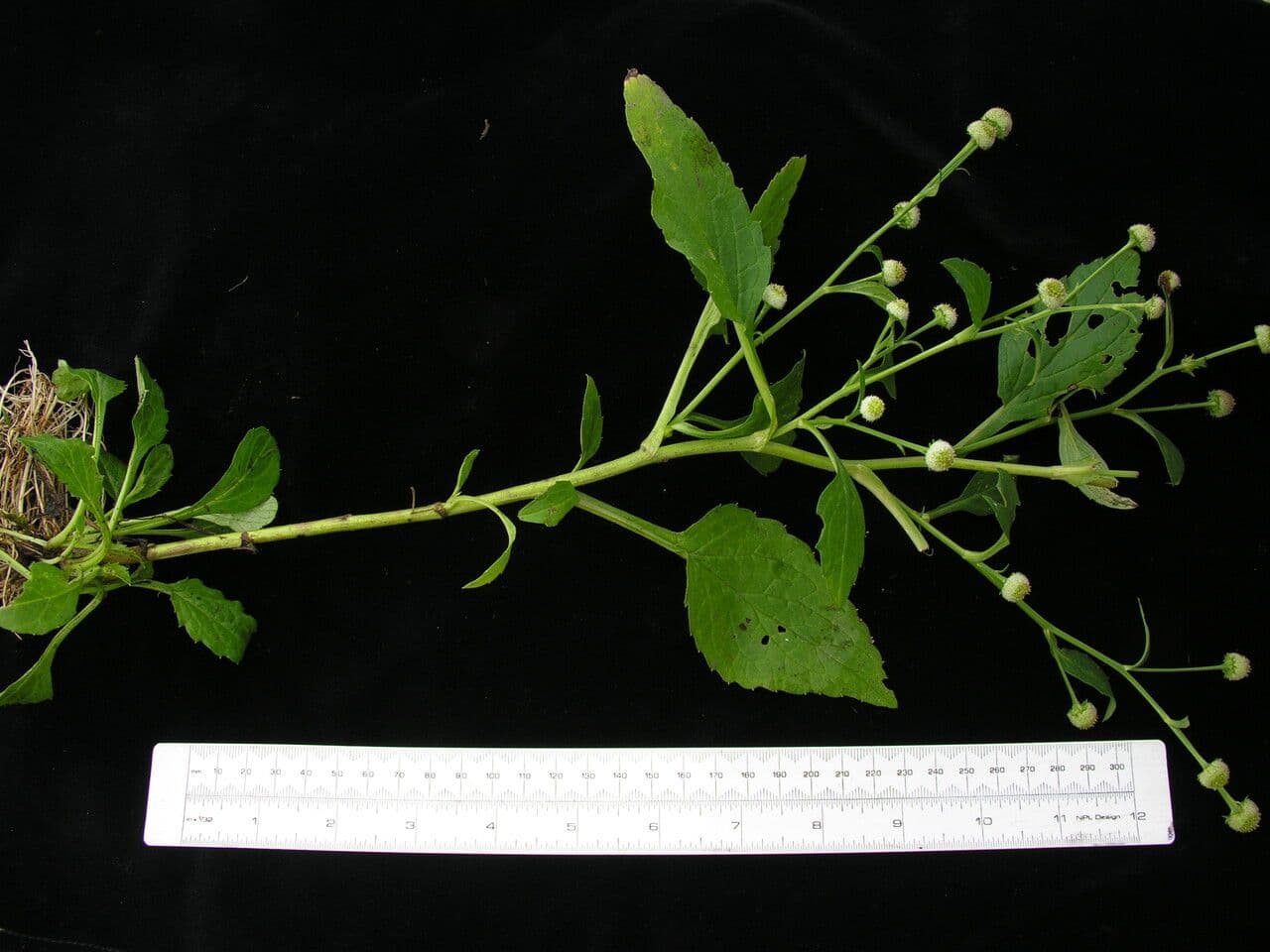 Myriactis 9
