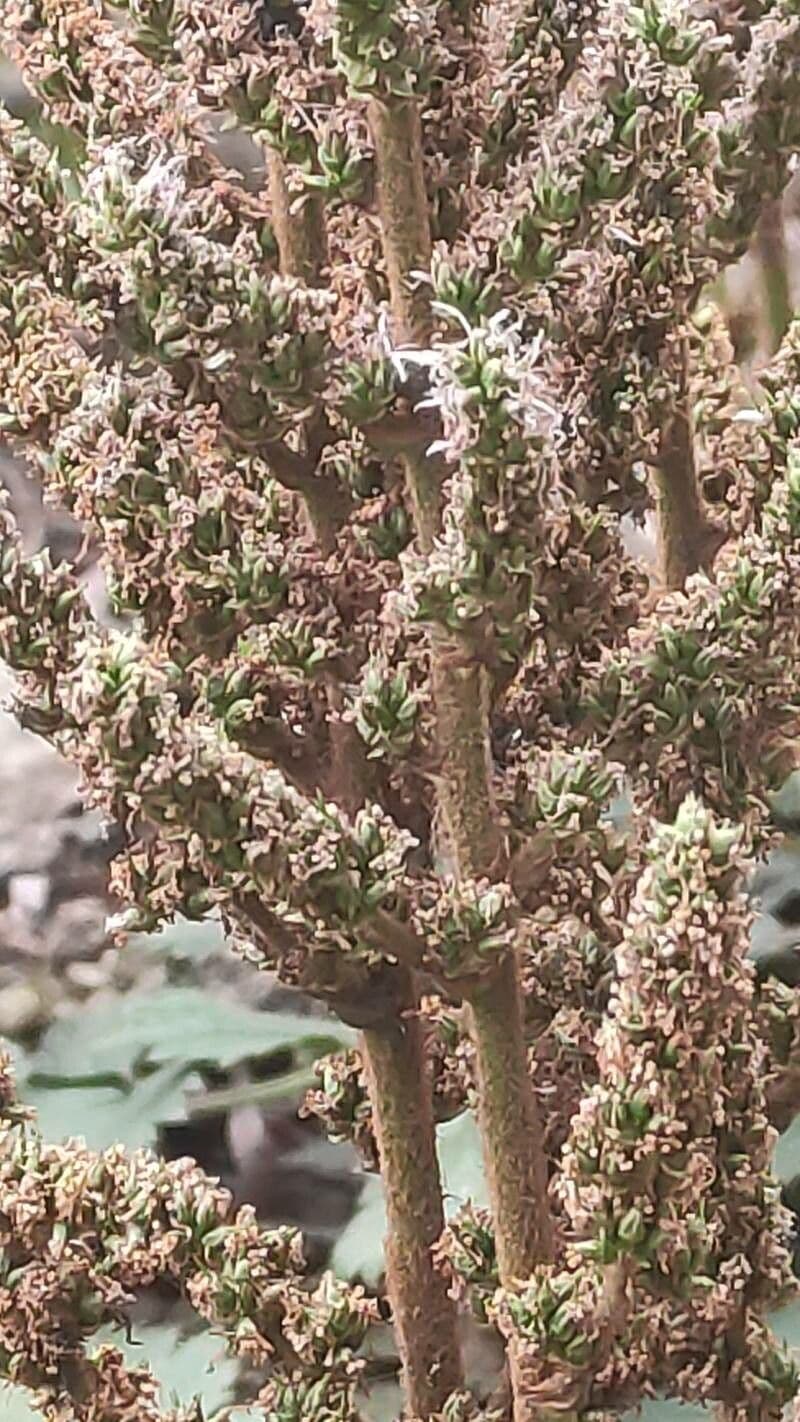 Astilbe rossa