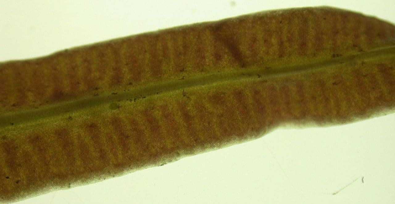 Elaphoglossum 3