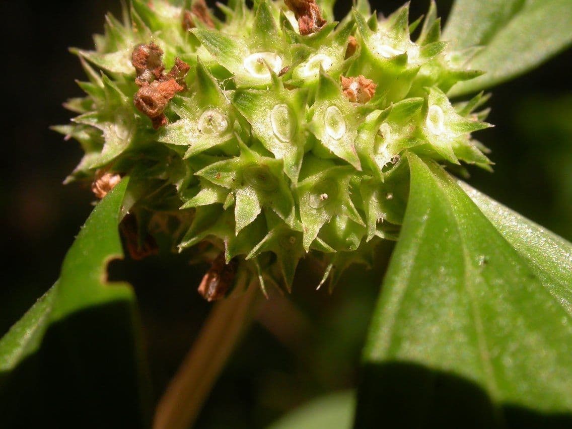 Spermacoce