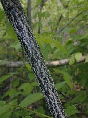 Staphylea trifolia 21