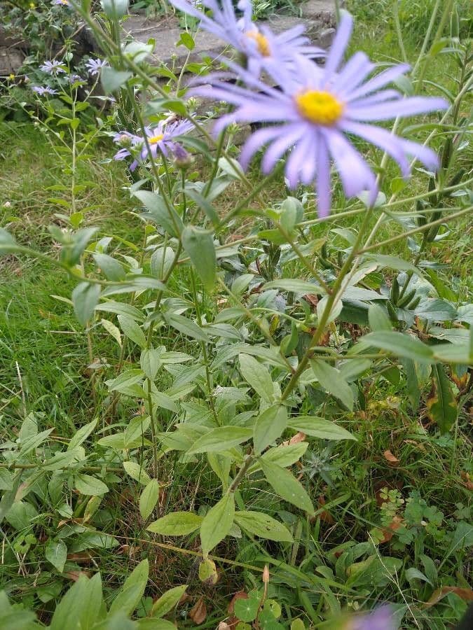 Aster gawędka 20
