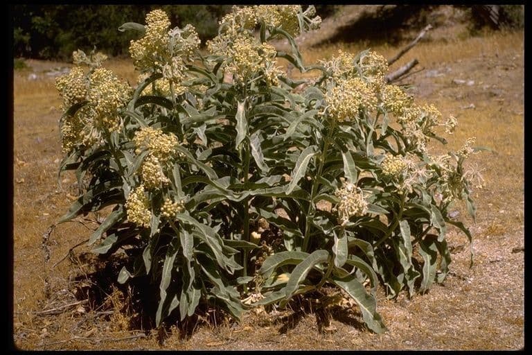 Asclepias 11