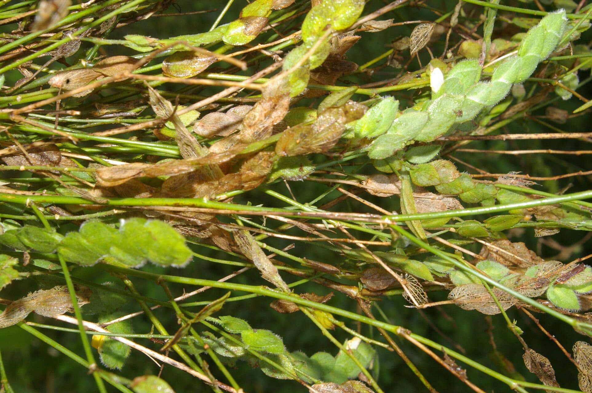 Zornia reticolata