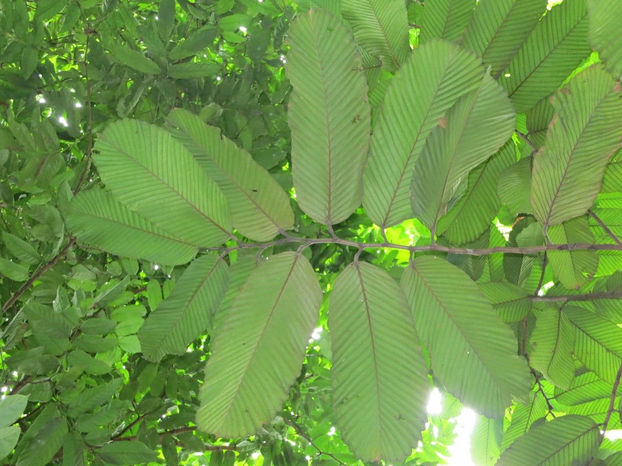 Dipterocarp 4