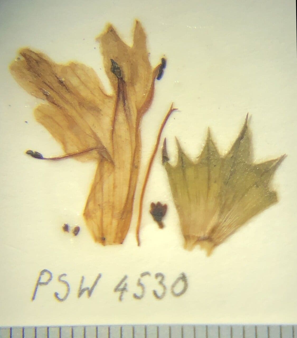 Stachys rigida 10