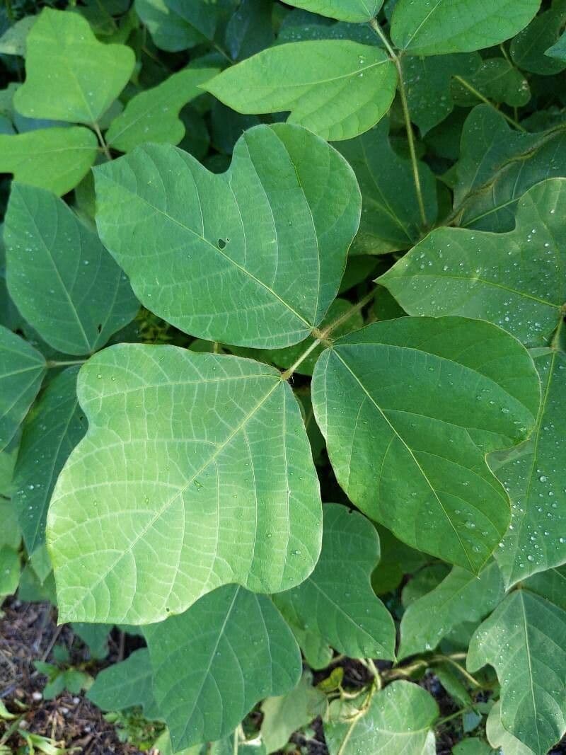 Kudzu 18