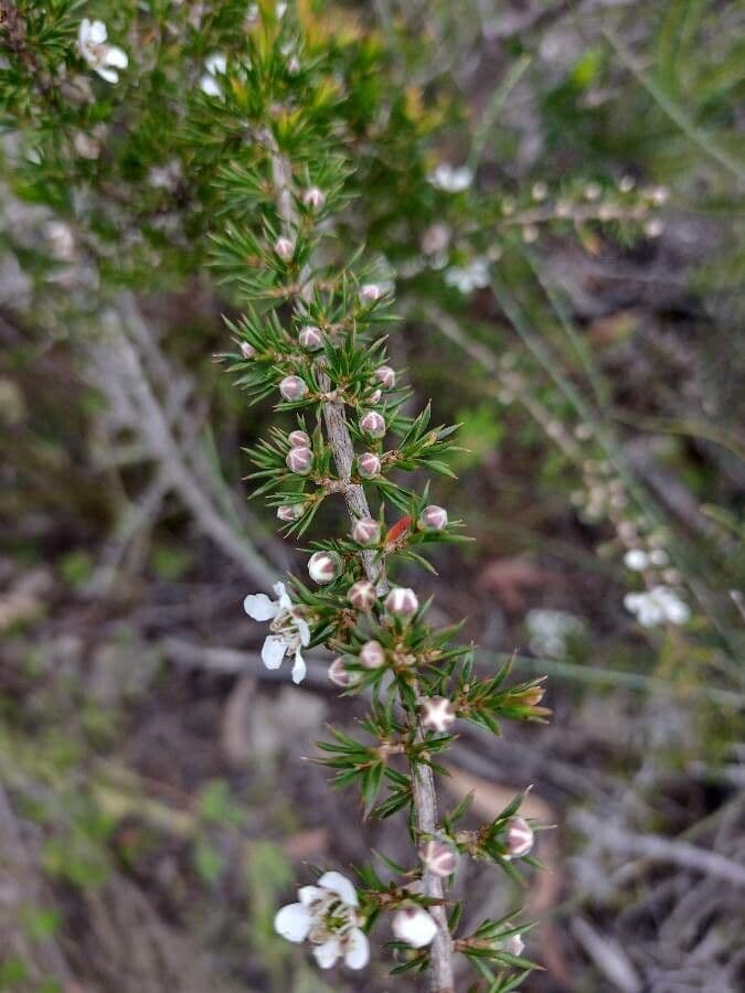 Leptospermum 4