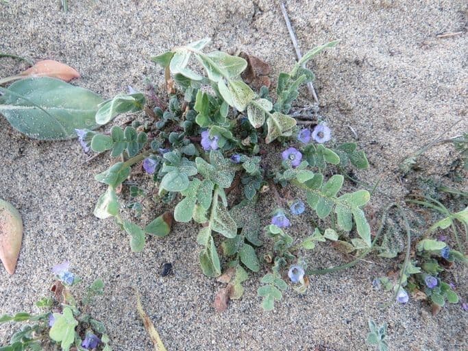 Douglas-Phacelia 6
