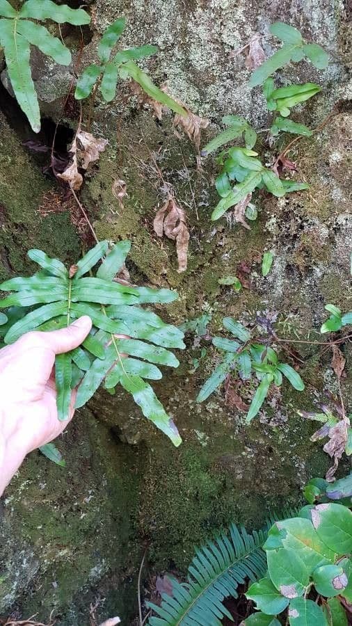 Polypode coriace 10