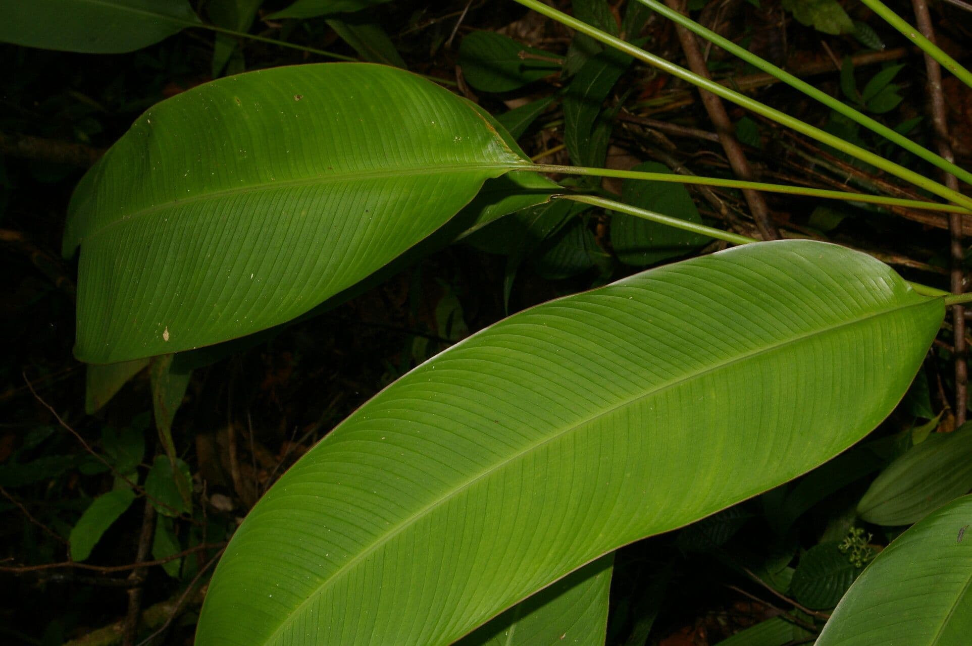 Plantain selvatico 13