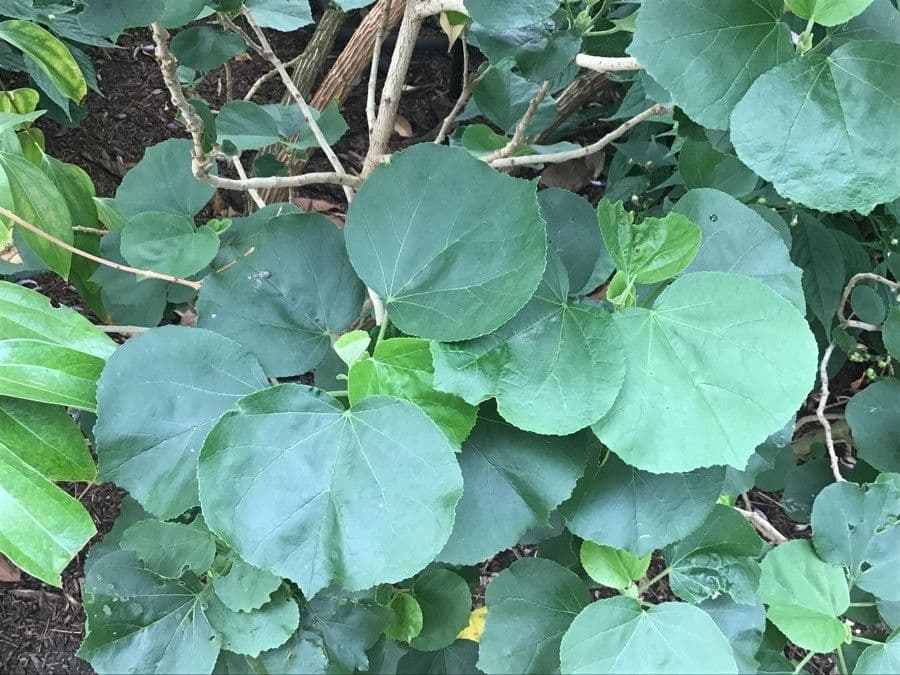 Ibisco 2
