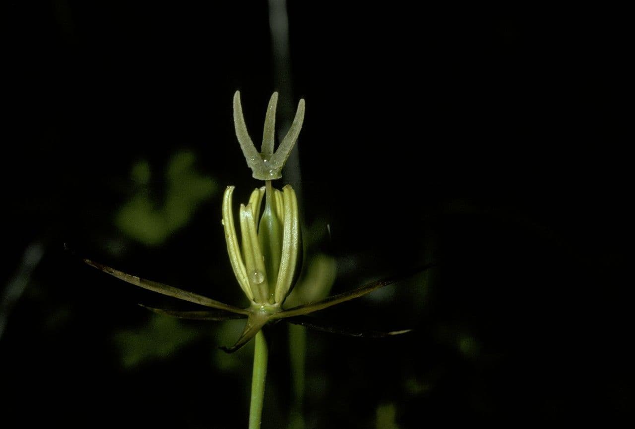 Marsippospermum