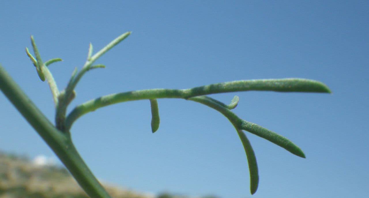 Erucaria 19