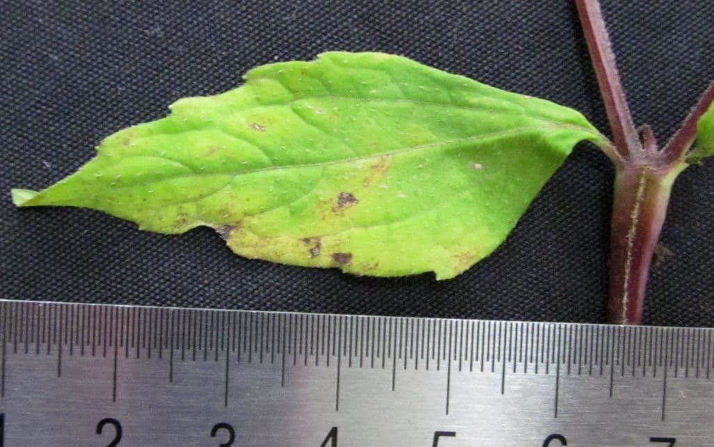 Melampodium 13