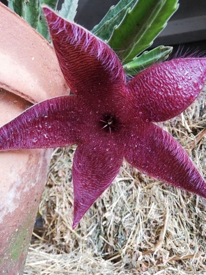 Stapelia gigantea 7