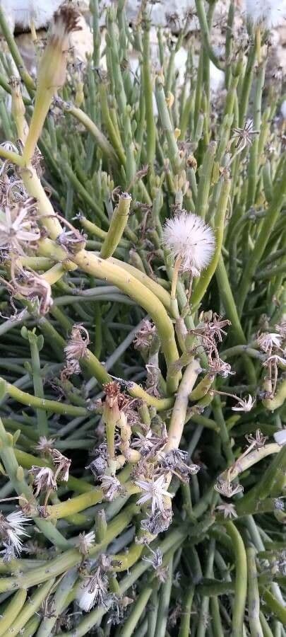 Kleinia anteuphorbium 16