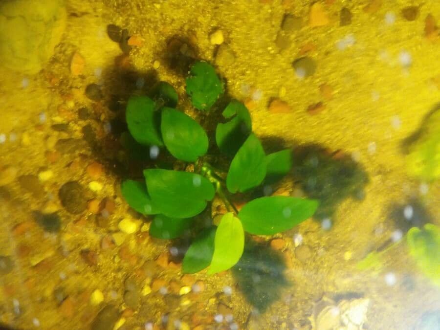 Anubias di Barter 9
