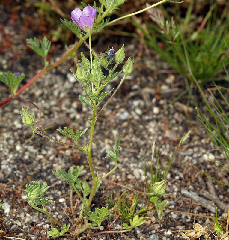 Malva di Parry 10