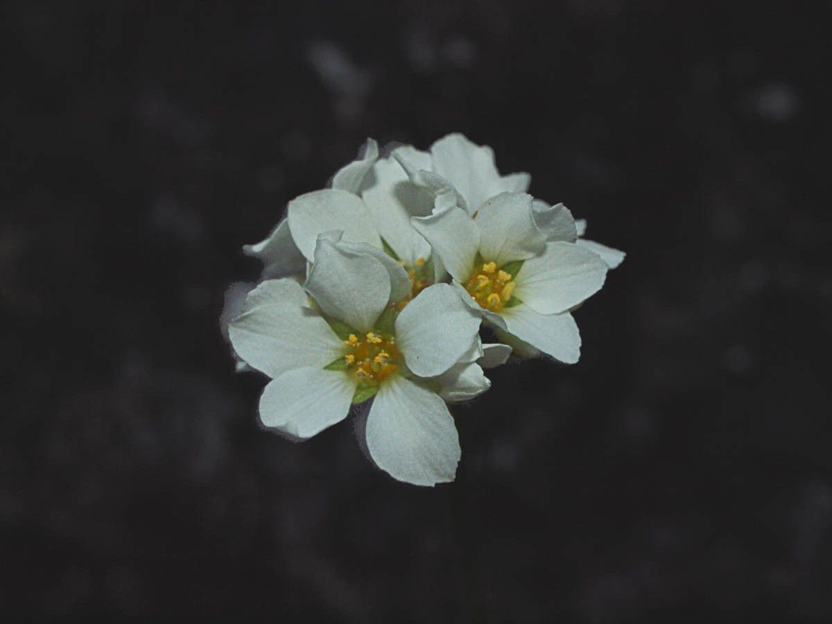 Hemieva