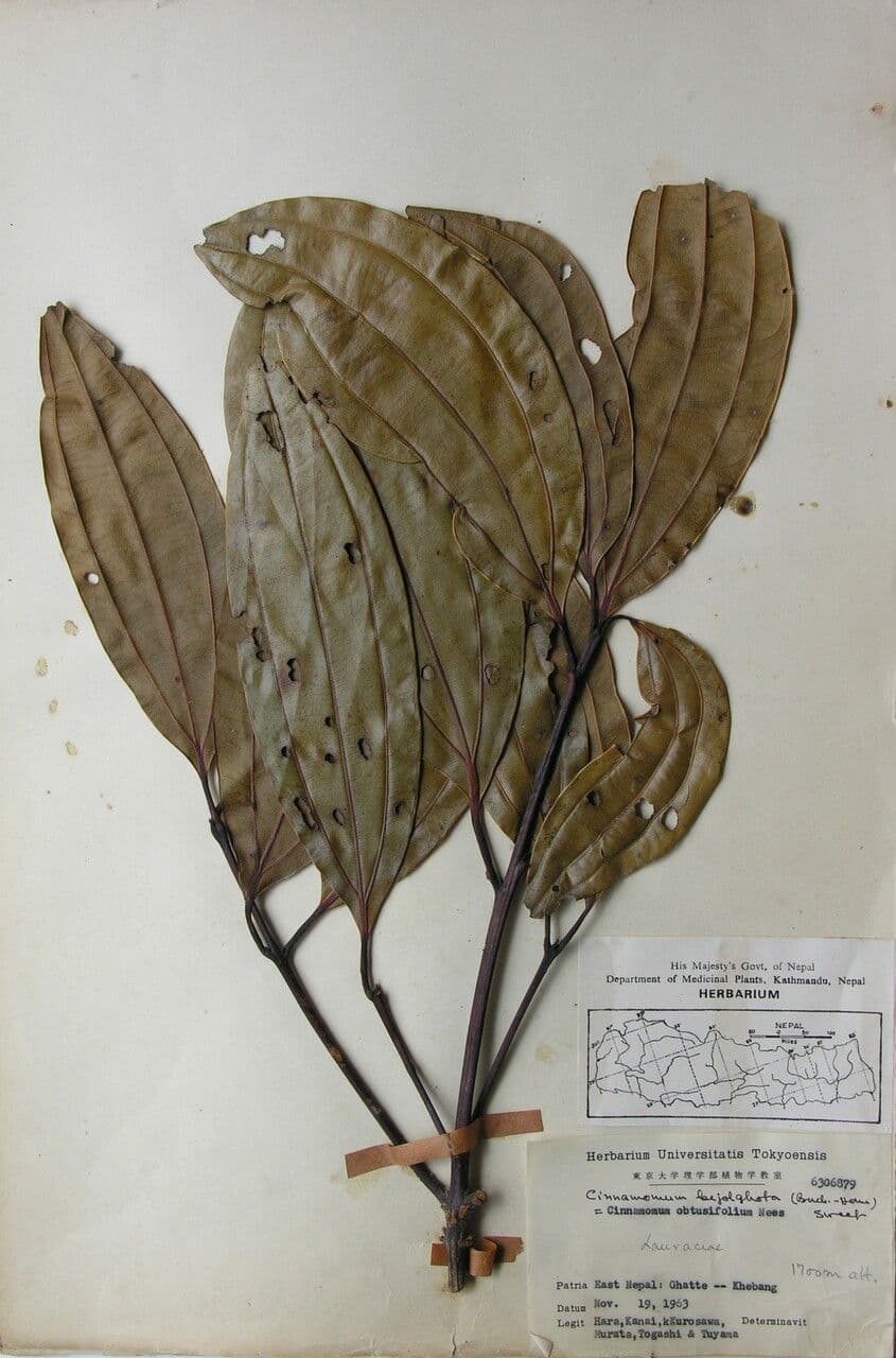 Cannella 6