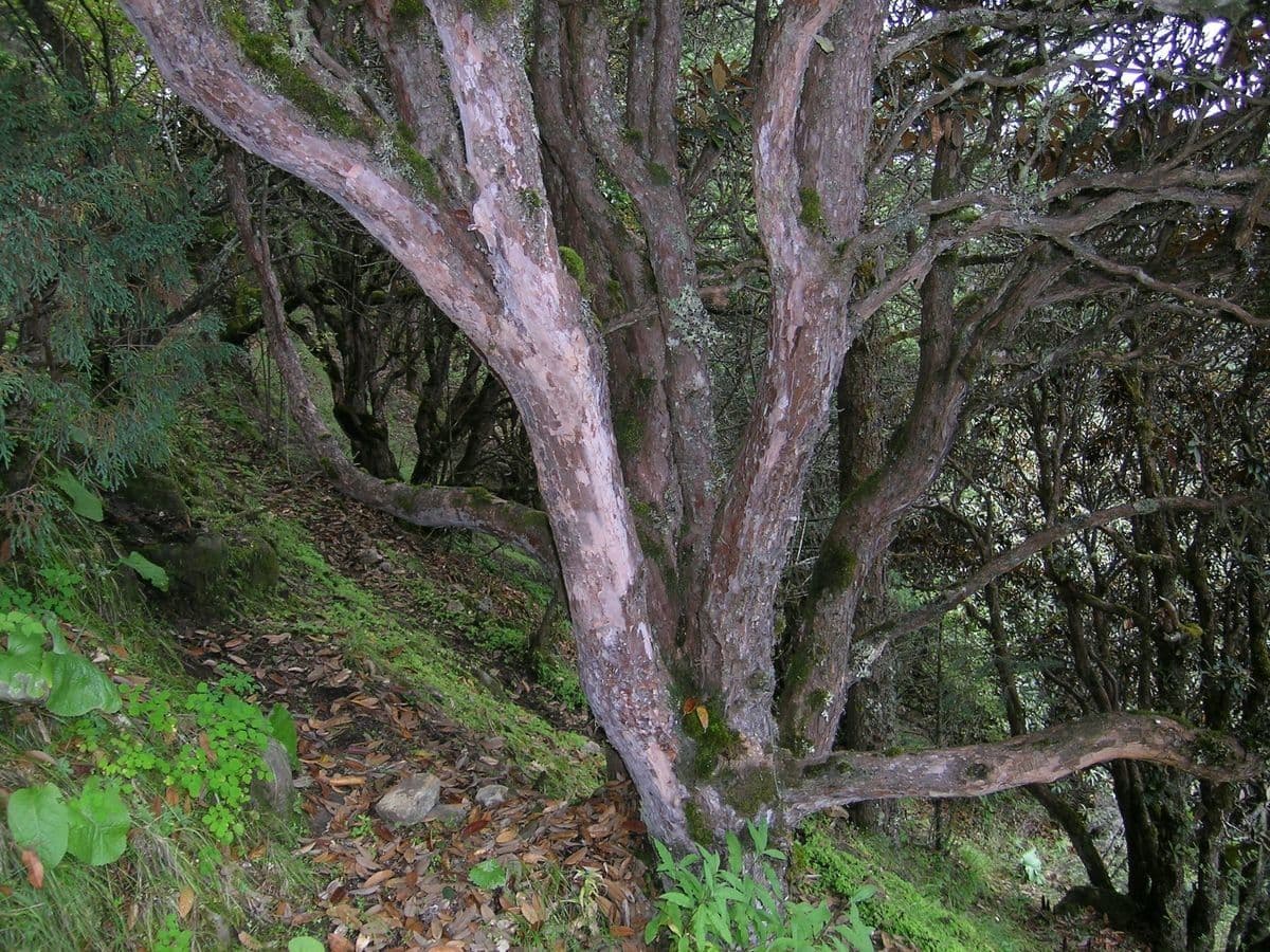 Rododendron stromovit
 22