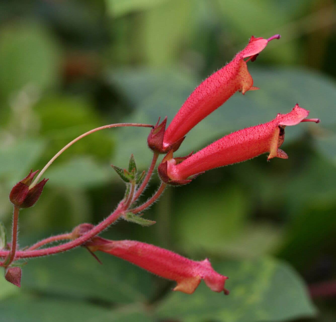 Sinningia incarnata