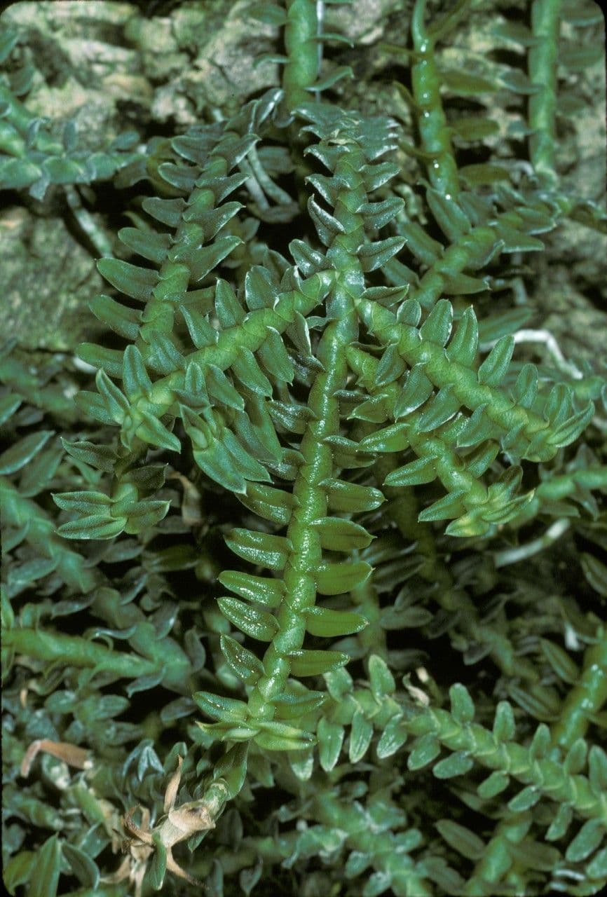 Dichaea 4