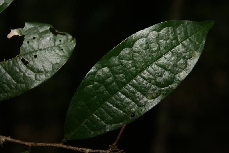 Duguetia 2