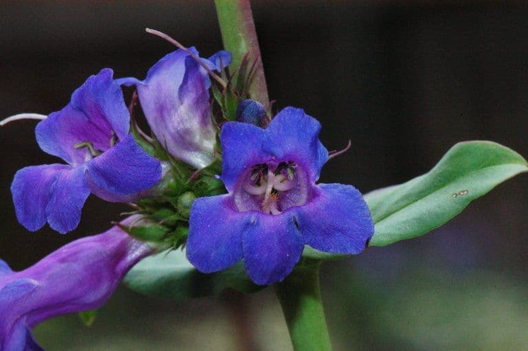 Penstemon cyananthus 2