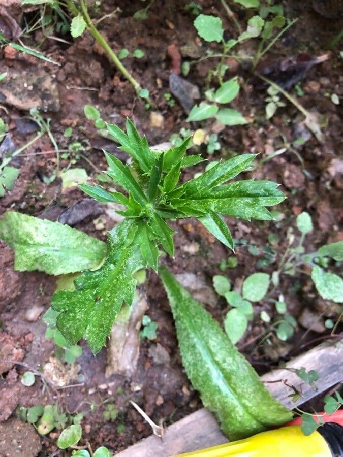 Eryngium foetidum 19