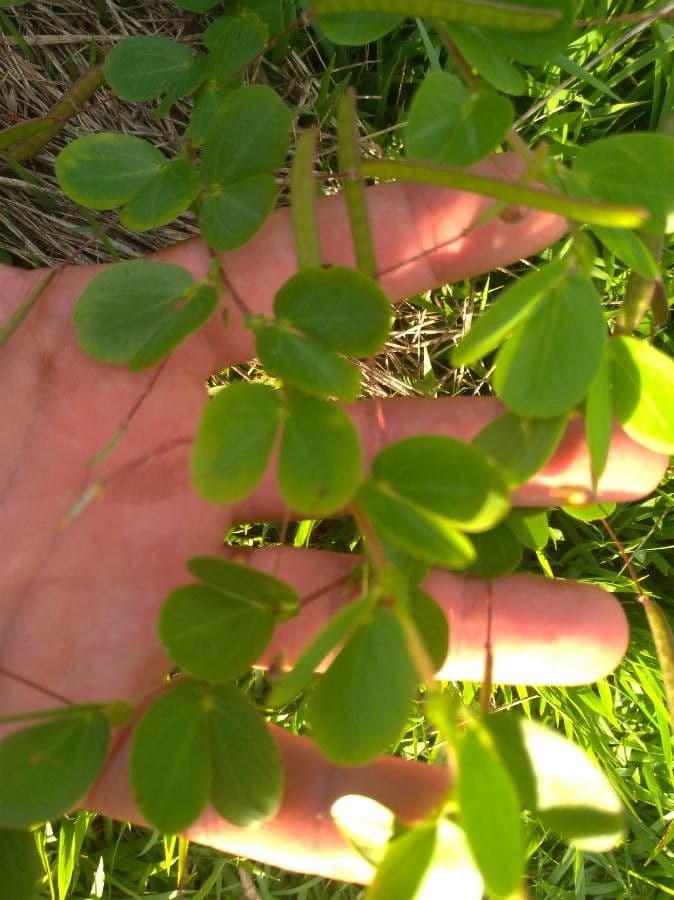 Chamaecrista rotundifolia 15