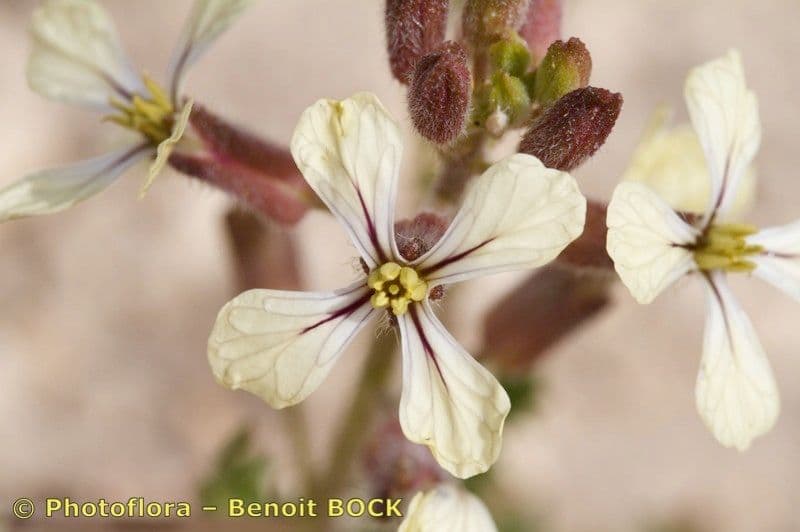 Rucola 26
