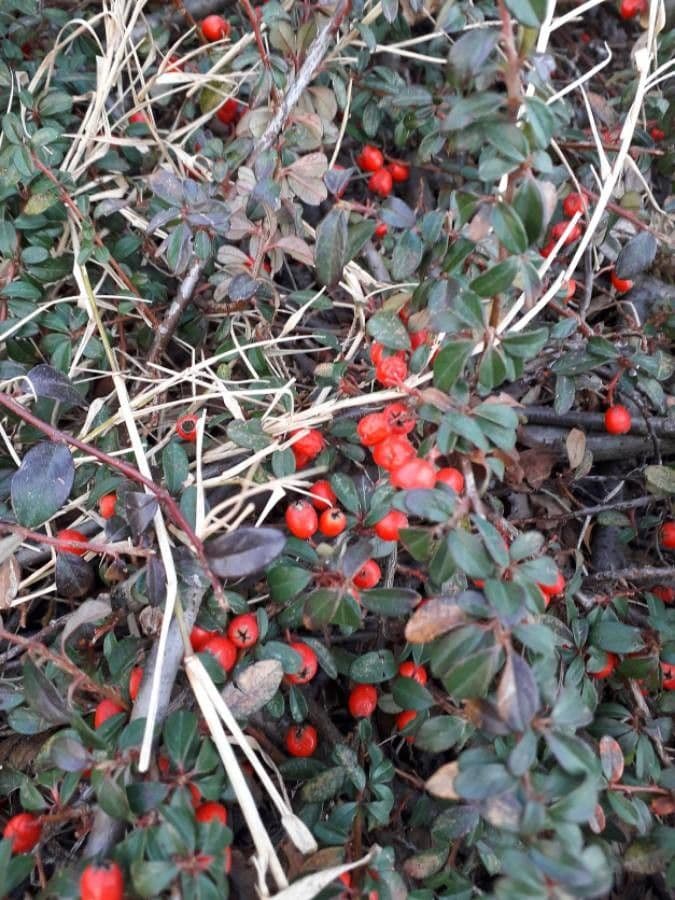 Cotoneaster 3