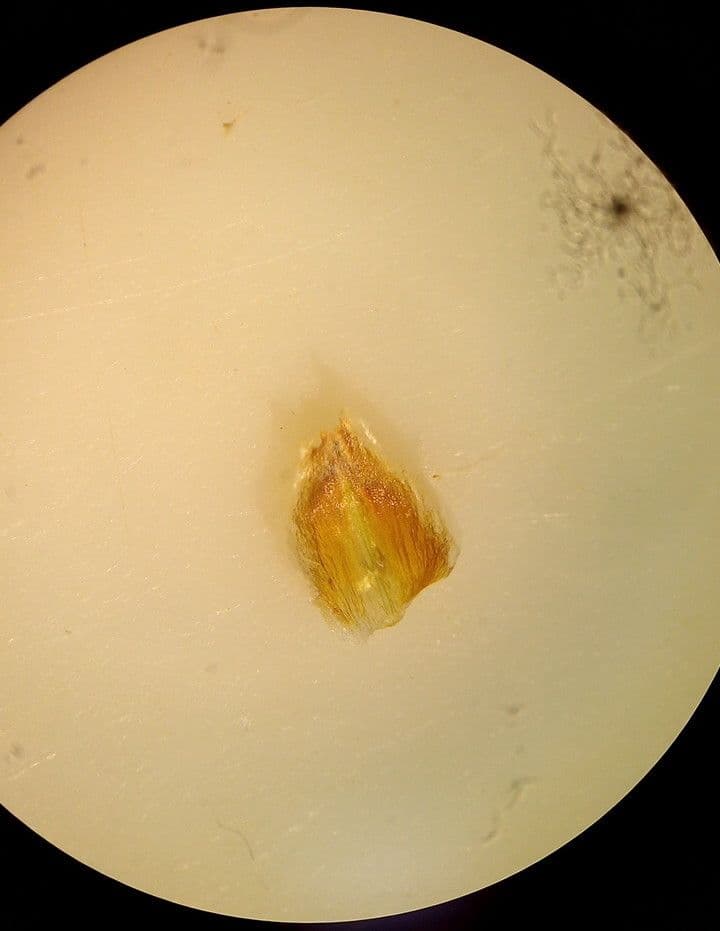 Carex liparocarpos 7