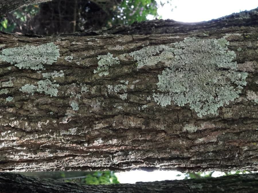 Platymiscium 11