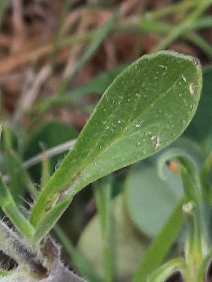 Mediterranean catchfly 17