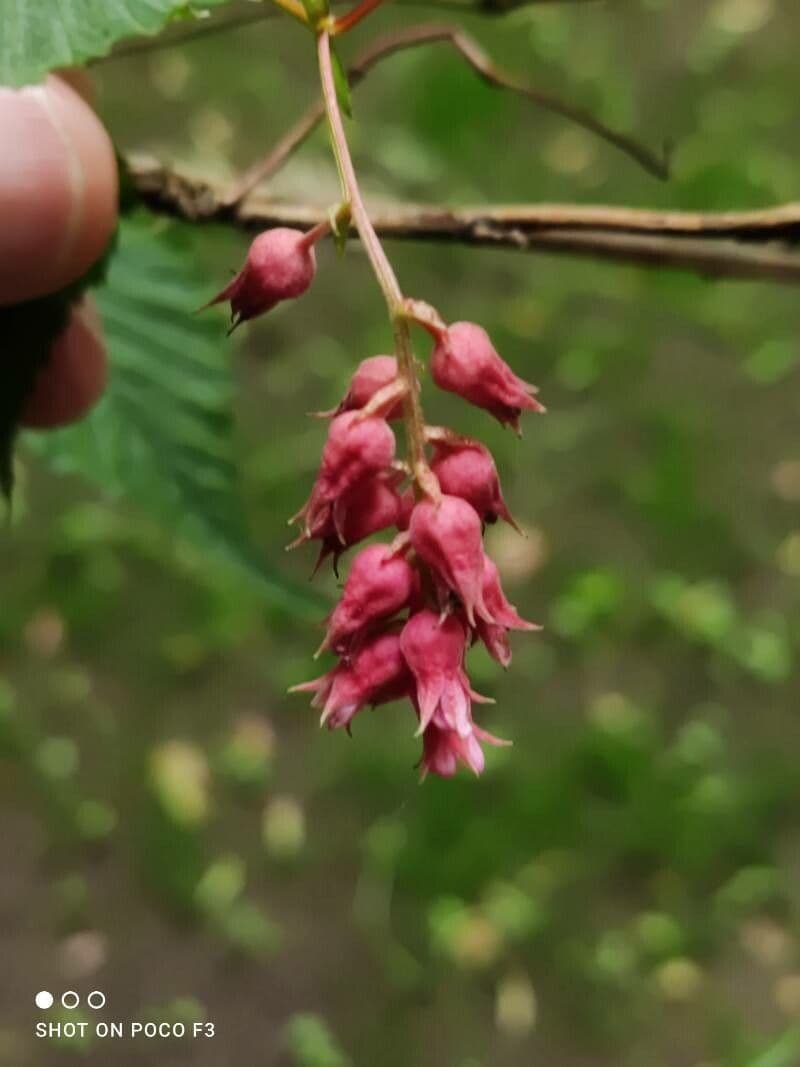 Neillia