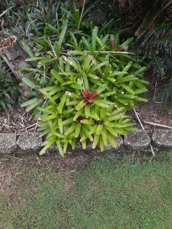 Bromelia arrossata 8
