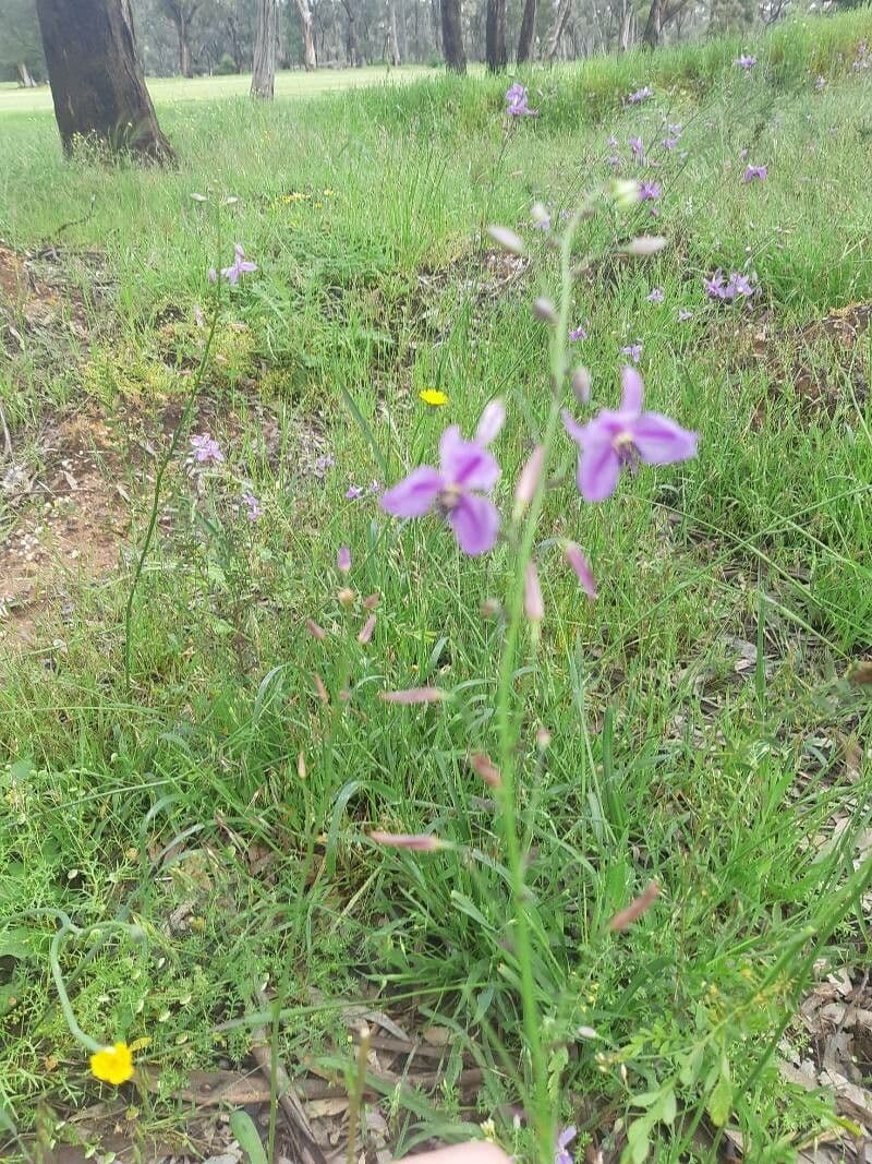 Dichopogon strictus