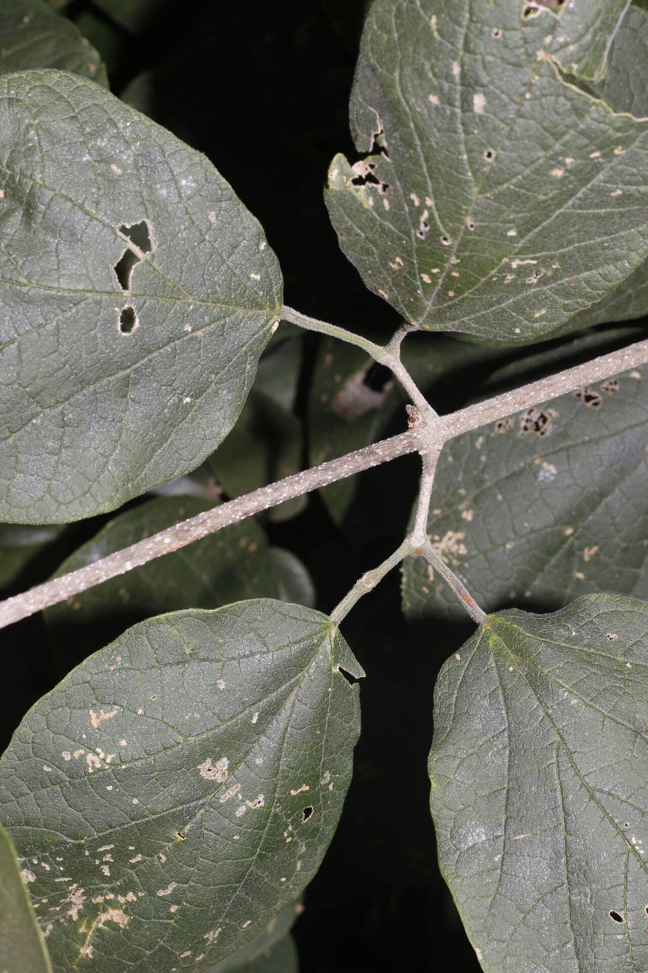 Fridericia 7