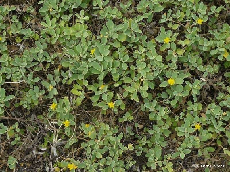 Corchorus 3