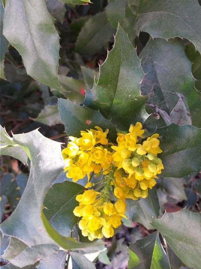 Uva de Oregón 7