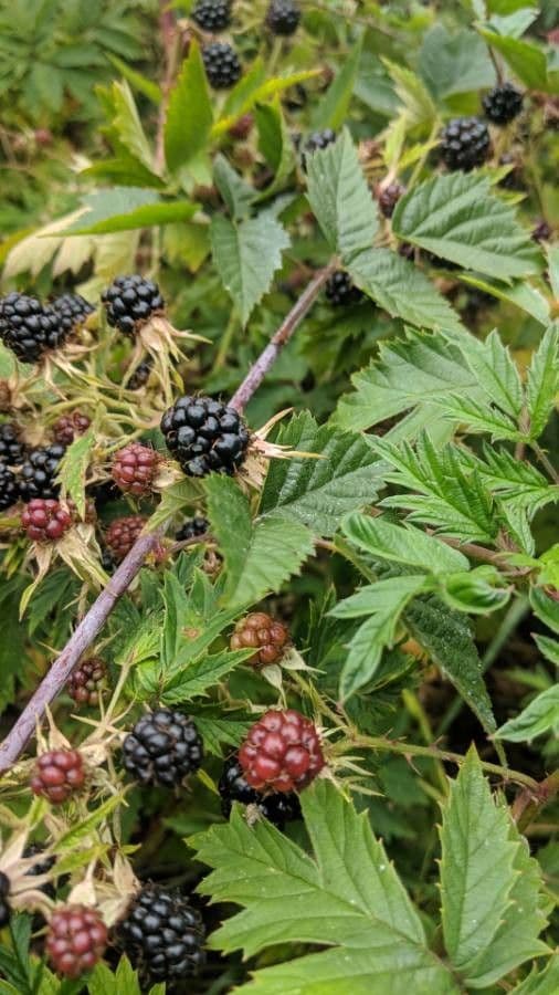 Schlitzblättrige Brombeere 5