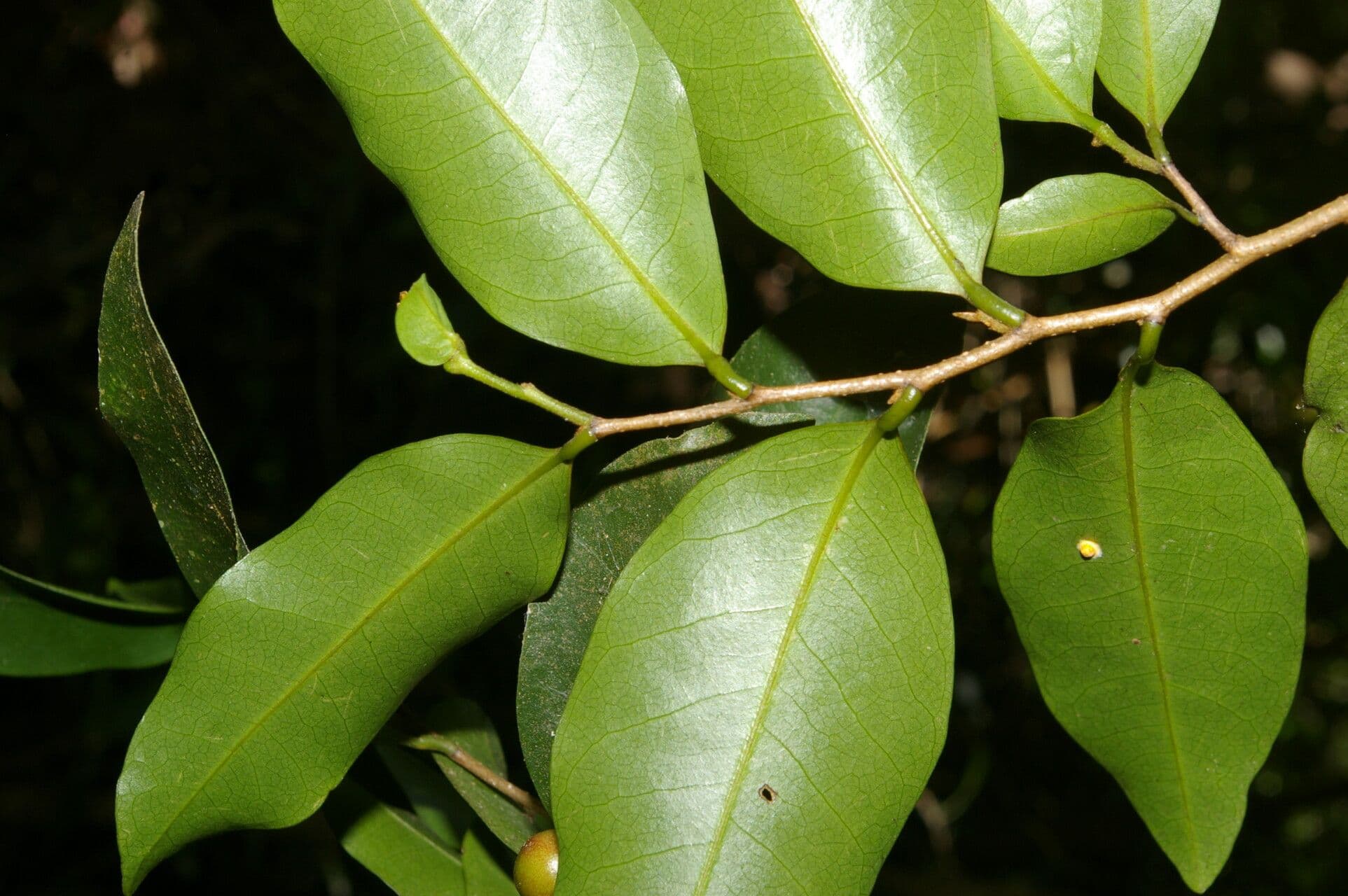 Desmopsis 6