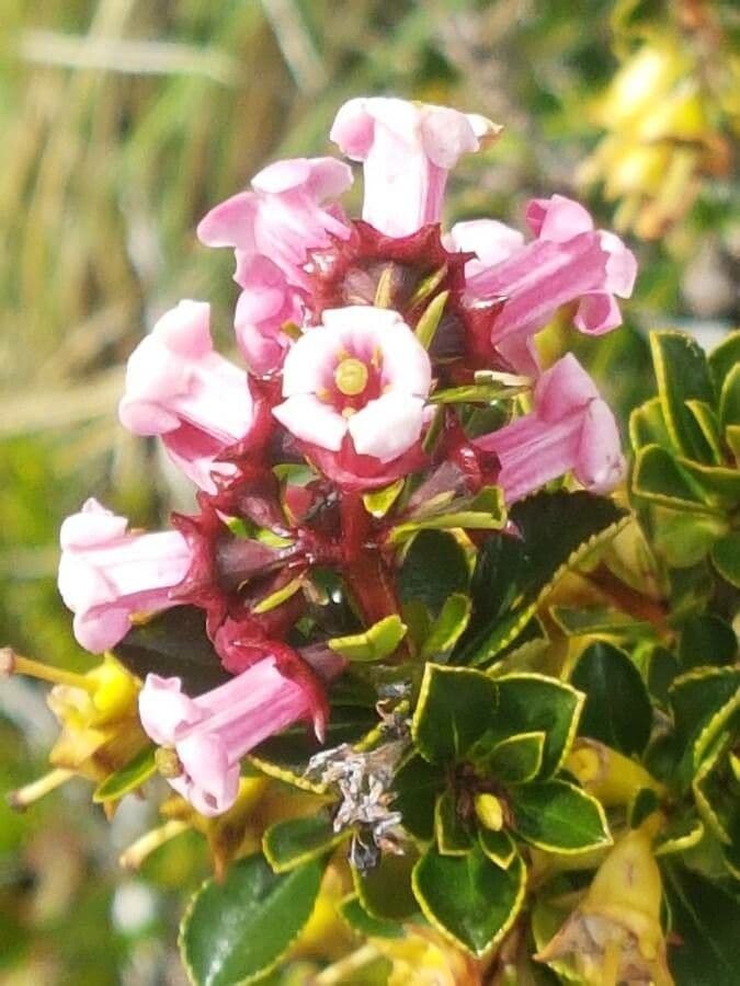 Escallonia 3