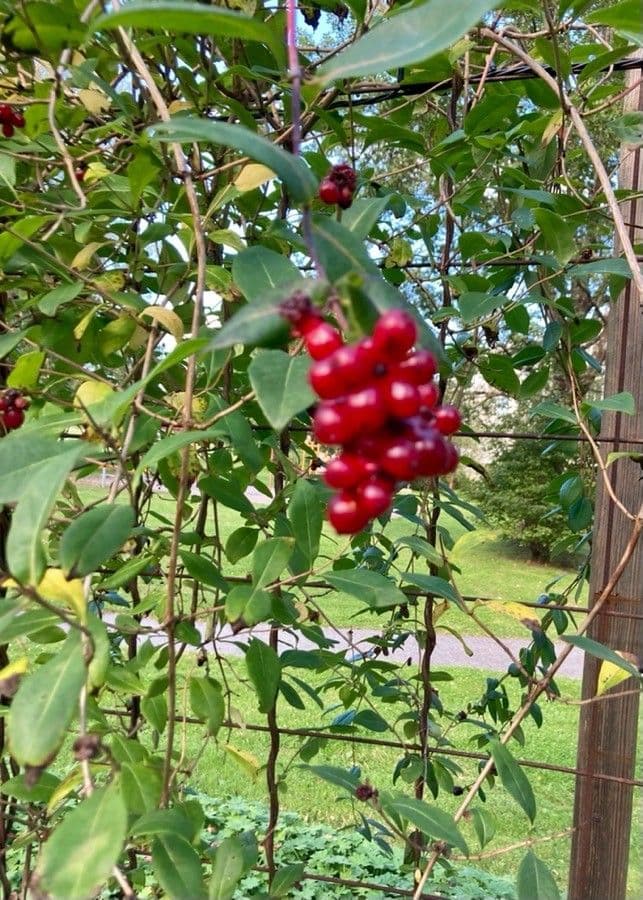 Geissblatt
