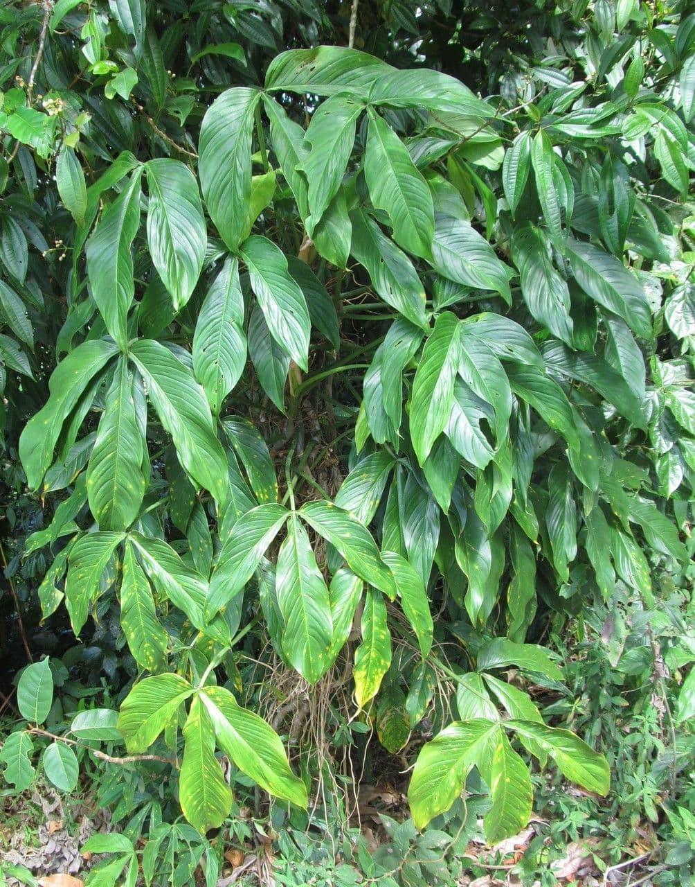 Filodendro tripartito 13