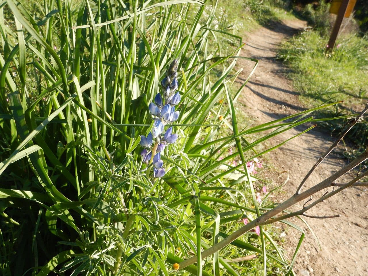 Schmalblättrige Lupine 6