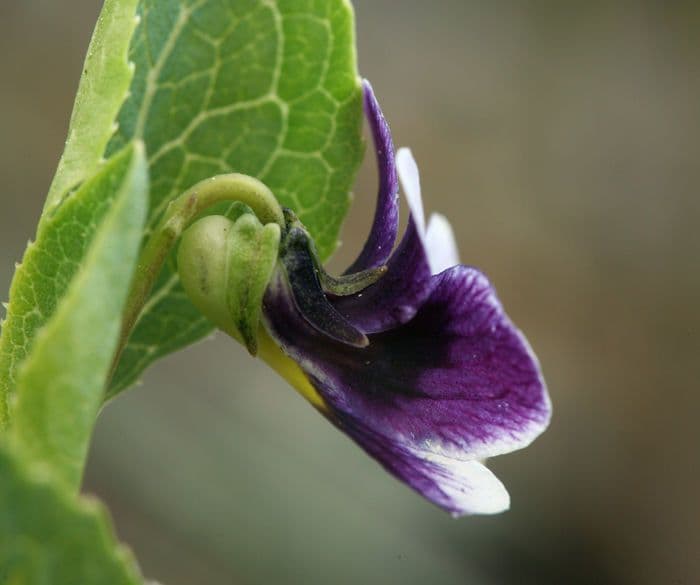 Viola 3